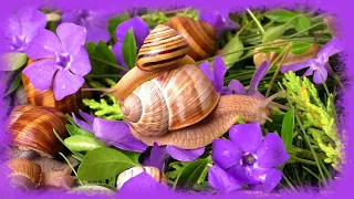 Cute pet / garden snails: Vinca minor / periwinkle flowers (Schnecke, escargot, カタツムリ, улитка)