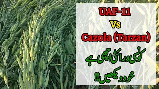 UAF-11Canola vs Cazola by Tarzan ||Short Durational Canola||Crop Informer