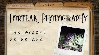 Fortean Photography: The Myakka Skunk Ape