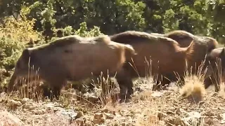 BEST WILD BOAR HUNTING VIDEOS  -  EN İYİ DOMUZ AVLARI