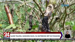 Ilang talong, nasunog dahil sa matinding init ng panahon | 24 Oras Weekend