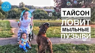 Тайсон ловит мыльные пузыри