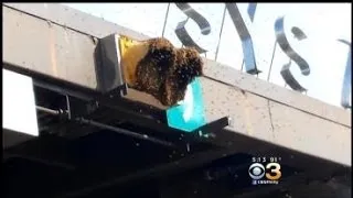 Bees Cause A Buzz On Pa. Turnpike