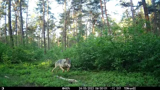 Wolf op jacht op wildcam 05-2023