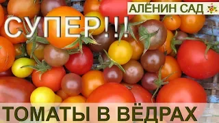 ТОМАТЫ в вёдрах / Выращивание томатов в вёдрах, мешках, ящиках  / Огород в контейнерах