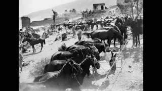 Why were WWI Australian Light Horse such expert desert fighters?