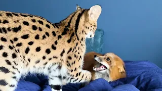 SERVAL AND FOX - THE PERFECT COUPLE