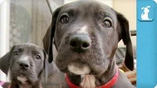 80 Seconds of Amazing Great Dane Puppies