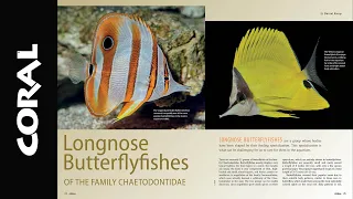 PINCERFISH - CORAL Magazine Inside Look - Volume 21, Issue 1