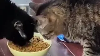 очень голодный кот