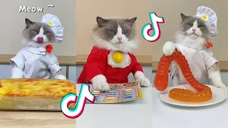 That Little Puff | Cats Make Food 😻 | TikTok Compilation 2024 #1