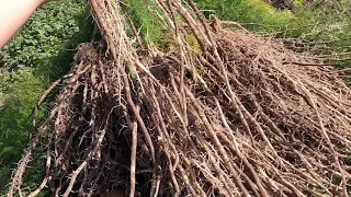 Испытываем впервые  спаржу.Experiencing asparagus for the first time