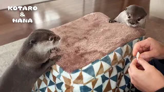 Otters Fall in Love with Warm Kotatsu (Heated Table)