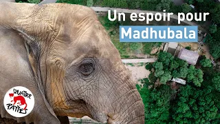 Un espoir pour Madhubala | QUATRE PATTES