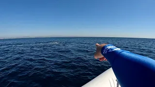 Rescue Crews Help Humpback Whale Towing Anchor off Gold Coast -- Storyful