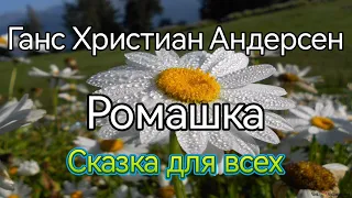 Ганс Христиан Андерсен, Ромашка #сказкидлявсех