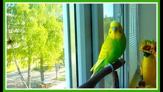 Спой,Тоша,не стыдись!КАК КРАСИВО И ВЕСЕЛО ПОЕТ ВОЛНИСТЫЙ ПОПУГАЙ/Пение попугая/зеленый попугайчик TV