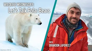 Wildlife Wednesday: Let's Talk Polar Bears