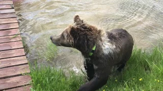 Bathing with a bear in a pond at the Orlovka airfield (2017)