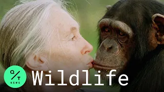 Jane Goodall on Protecting African Chimps During the Coronavirus Outbreak