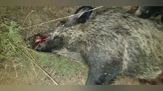 KÖPEKLERİ KESEN DOMUZ İLE AKSİYON DOLU MÜCADELE - MEETING WITH THE BIG WILD BOAR