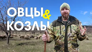 Библейские этюды | Овцы и козлы |