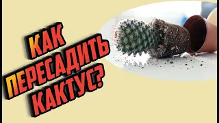 Как пересадить кактус? Пересадка кактуса. Советы по уходу за кактусом