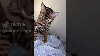 Just Cats Being Silly From TikTok 🐱❤️