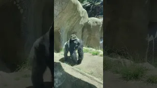 Gorilla hits the glass 🦍 (wait until the end) #zoo