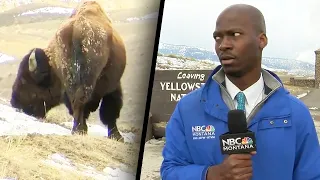 Reporter Bolts Because Bison Starts Staring at Him