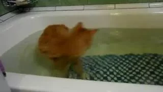 Курильский бобтейл принимает ванну (Kurilian Bobtail cat takes a bath)