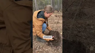 Chestnut Tree Planting 🌱