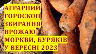 Аграрний гороскоп збирання врожаю та закладки на зберігання моркви, буряків у вересні  2023 року