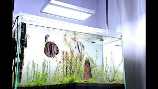 Planted Discus and Altum Angelfish Aug 2020 Update | Its finally growing Back! 4K