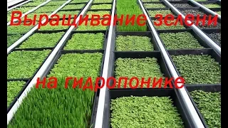 Выращивание зелени на гидропонике / японский опыт