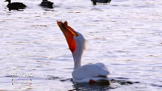 Pelican Eating Fish on St  Croix River