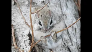 カメラ目線のエゾモモンガⅡ（Ezo flying squirrel）