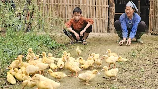 VIDEO FULL Buying 50 ducks to raise, the young man brought the ducks back to his grandmother