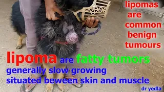 canine fatty tumor or lipomas or lumps ,nature,diagnosis,treatment options