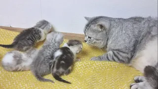 Супер заботливый папа кот целует маму кошку и своих мяукающих котят