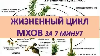 ЖИЗНЕННЫЙ ЦИКЛ МХОВ ЗА 7 МИНУТ (+ задания из ЕГЭ)