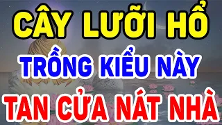 TUYỆT ĐỐI CẤM TRỒNG CÂY LƯỠI HỔ NẾU CHƯA BIẾT 5 ĐIỀU ĐẠI KỴ NÀY, Kẻo Rước Đại Hoạ vào NHÀ|LĐTH