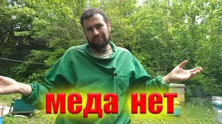 Осмотр пчелиных семей на наличие меда, поиск маток Карника и Бакфаст. Отцвел рапс