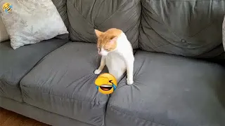 🙀😘 Funny Dog And Cat Videos 😂😸 Funny Animal Videos 2024 #14