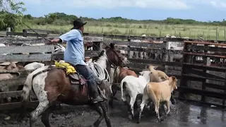 Trabajo de Llano