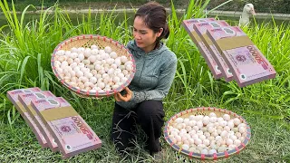 Secrets to Profiting Big Time from Harvesting Duck Eggs for Market Sale | Bich Hong TV