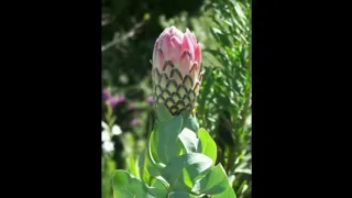 Cape wildflowers, Franschhoek, South Africa.