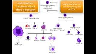 Immunology - introduction