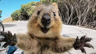 Cute and Funny Moments with 🥰 Quokka Compilation : 10 Interesting Facts about Quokka