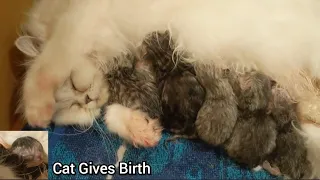 Cat Giving Birth: Cat Gives Birth To 6 Kittens - Beautiful & Emotional